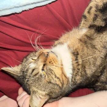 Lennie- Long Term Medical Foster -  Domestic Short Hair Cat for Adoption in Ringtown, Pennsylvania - Lennie- Long Term Medical Foster | PetCurious