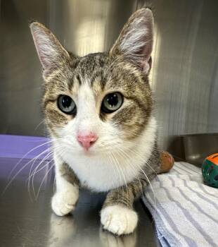 Mia -  Domestic Short Hair Cat Available for Adoption in Lake City, Arkansas - Mia | PetCurious