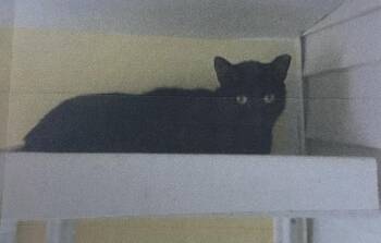 B.B. Freeport -  Domestic Short Hair Cat for Adoption in Westbury, New York - B.B. Freeport | PetCurious