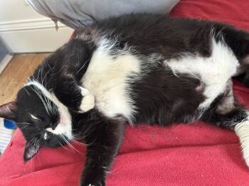 Moto Moto -  Domestic Short Hair Cat for Adoption in Minneapolis, Minnesota - Moto Moto | PetCurious