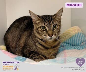 Mirage -  Domestic Short Hair Cat for Adoption in Eighty Four, Pennsylvania - Mirage | PetCurious