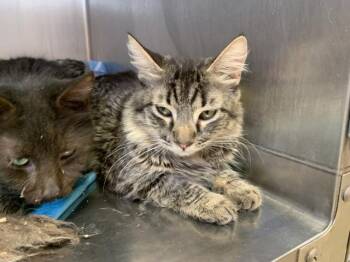 A1922546 -  Domestic Medium Hair Cat for Adoption in Thousand Palms, California - A1922546 | PetCurious