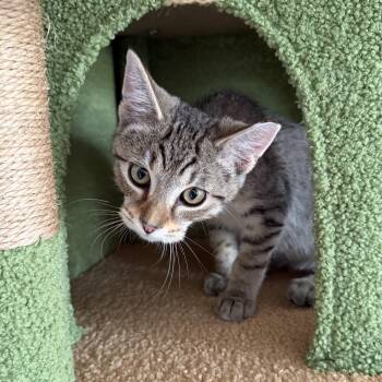 Ducky -  Domestic Short Hair Cat for Adoption in Roanoke, Virginia - Ducky | PetCurious