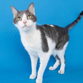 Jackson -  Domestic Short Hair Cat for Adoption in Franklin, Tennessee - Jackson | PetCurious