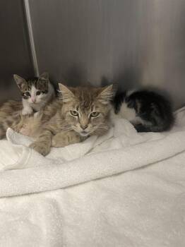 FARRAH* -  Domestic Medium Hair Cat for Adoption in Santa Cruz, California - FARRAH* | PetCurious