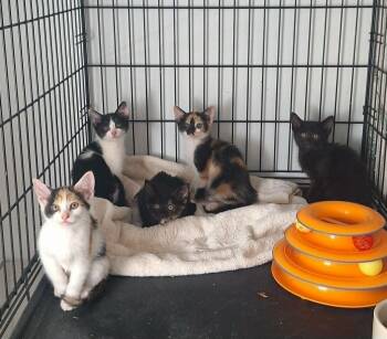 The K Crew - Kimmy, Koala, Kiwi, Ket and Kaow -  Domestic Short Hair Cat for Adoption in Butler, Pennsylvania - The K Crew - Kimmy, Koala, Kiwi, Ket And Kaow | PetCurious