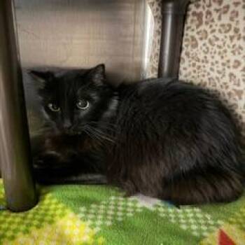 Ollie -  Domestic Short Hair Cat Available for Adoption in Las Vegas, Nevada - Ollie | PetCurious