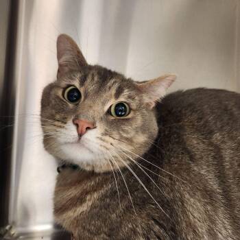 Talon -  Domestic Short Hair Cat for Adoption in Liberty, Missouri - Talon | PetCurious