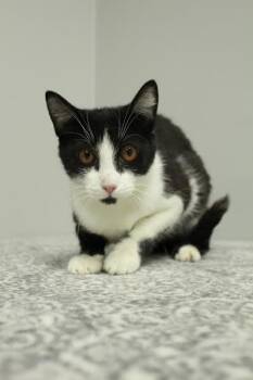 Rescue Domestic Short Hair Cats for Adoption in Frankfort, Indiana - Gravity | PetCurious