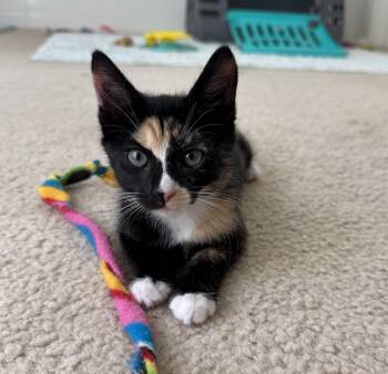 Rescue Calico and Domestic Short Hair Cats for Adoption in Mission Viejo, California - Patches | PetCurious