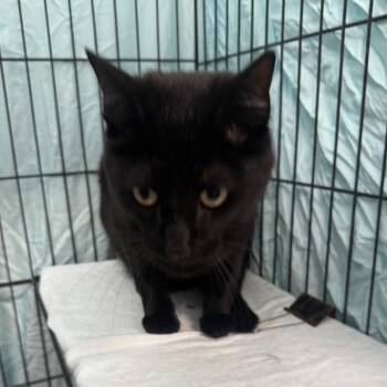 Domestic Short Hair Cats Available for Adoption in Normal, Illinois - BJ | PetCurious