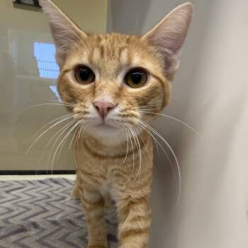 Heath Burns -  Domestic Short Hair Cat for Adoption in Beaumont, Texas - Heath Burns | PetCurious