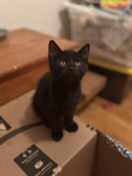 Rescue Domestic Short Hair Cats for Adoption in Boone, Iowa - Sirius Black | PetCurious