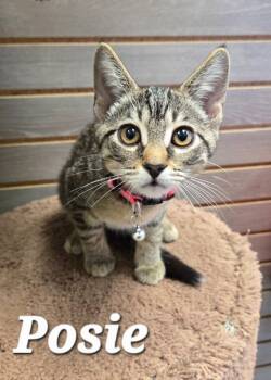 Posie -  Domestic Short Hair Cat for Adoption in Sidney, Ohio - Posie | PetCurious