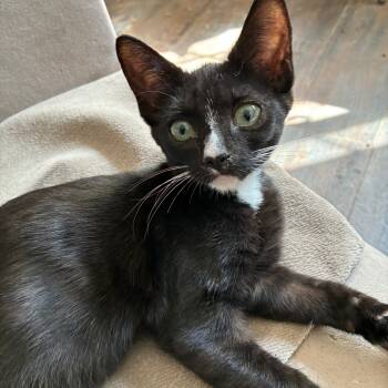Rescue Domestic Short Hair Cats for Adoption in Los Angeles, California - Bailey | PetCurious