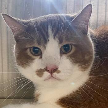 Rocky -  Domestic Short Hair Cat for Adoption in Denver, Colorado - Rocky | PetCurious
