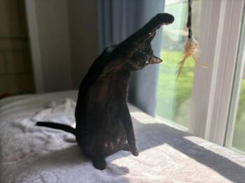 Aladdin -  Domestic Short Hair Cat for Adoption in Madison, Georgia - Aladdin | PetCurious
