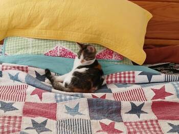 Rescue Domestic Short Hair Cats for Adoption in Selah, Washington - CJ | PetCurious