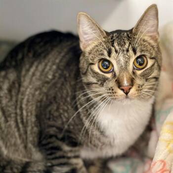 LEO -  Domestic Short Hair Cat for Adoption in Edmond, Oklahoma - LEO | PetCurious