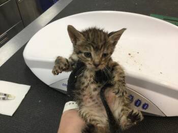 Domestic Short Hair Cats Available for Adoption in Thousand Palms, California - LO MEIN | PetCurious