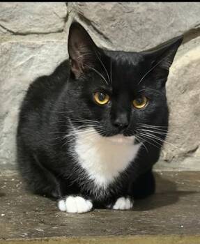 Penguin - Working Cat -  Domestic Short Hair Cat for Adoption in Fairfax, Virginia - Penguin - Working Cat | PetCurious