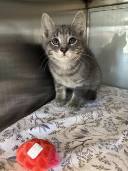 Fishsticks -  Domestic Short Hair Cat for Adoption in Midland, Michigan - Fishsticks | PetCurious