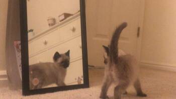 Ricki -  Domestic Short Hair Cat for Adoption in Fruit Heights, Utah - Ricki | PetCurious