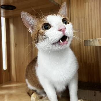 Clark -  Domestic Short Hair Cat for Adoption in Yucca Valley, California - Clark | PetCurious