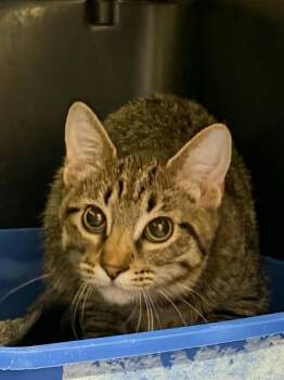 Mince -  Domestic Short Hair Cat for Adoption in Bolivar, Missouri - Mince | PetCurious