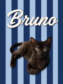 Bruno (FCID# 06/09/2026 - 3 Middletown PS) -  Domestic Short Hair Cat for Adoption in Greenville, Delaware - Bruno (FCID# 06/09/2026 - 3 Middletown PS) | PetCurious
