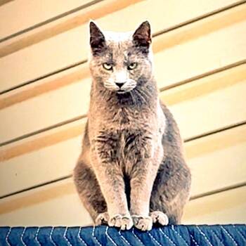 Push Pop -  Russian Blue and Domestic Short Hair Cat for Adoption in Brownsboro, Alabama - Push Pop | PetCurious