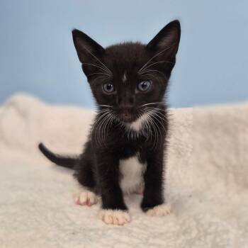 Apple Cider -  Domestic Short Hair Cat for Adoption in Wahiawa, Hawaii - Apple Cider | PetCurious
