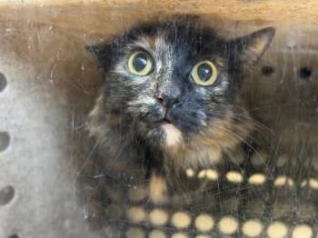 Domestic Medium Hair Cats Available for Adoption in Rancho Cucamonga, California - KONOCTI 9 | PetCurious