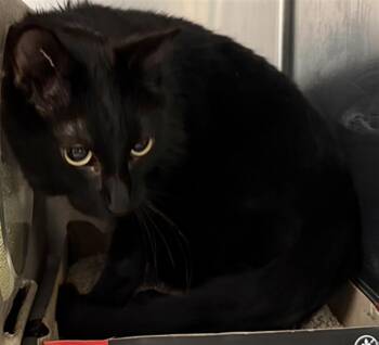 Domestic Short Hair Cats Available for Adoption - ASH | PetCurious