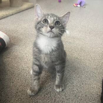 Tabitha -  Domestic Short Hair Cat for Adoption in Sarasota, Florida - Tabitha | PetCurious