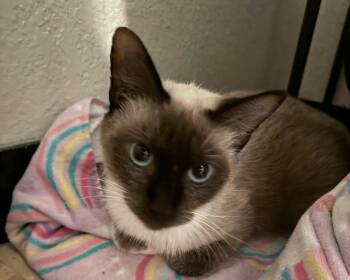 Siamese and Domestic Short Hair Cats Available for Adoption - Nala Baby | PetCurious
