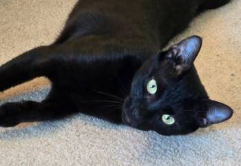 Isabelle -  Domestic Short Hair Cat for Adoption in Boynton Beach, Florida - Isabelle | PetCurious