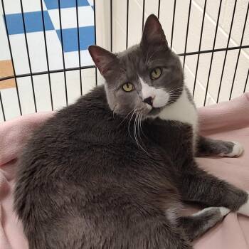 Domestic Short Hair Cats Available for Adoption - Eddard | PetCurious