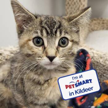 Dude -  Domestic Short Hair Cat for Adoption in Grayslake, Illinois - Dude | PetCurious