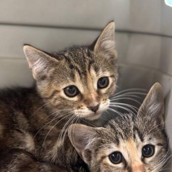Maggie -  Domestic Short Hair Cat Available for Adoption in Starkville, Mississippi - Maggie | PetCurious