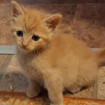 Mandarin -  Domestic Short Hair Cat for Adoption in Calimesa, California - Mandarin | PetCurious