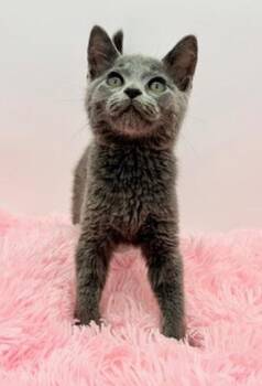 Freeze Pop -  Russian Blue Cat for Adoption in Covington, Louisiana - Freeze Pop | PetCurious
