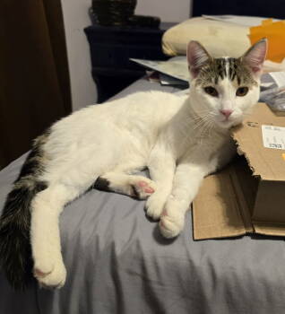 Rescue Domestic Short Hair Cats for Adoption in Minneapolis, Minnesota - Patrick | PetCurious