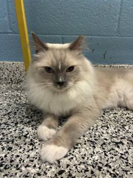 *Pretty Boi* -  Ragdoll Cat for Adoption in Salt Lake City, Utah - *Pretty Boi* | PetCurious