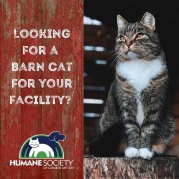 Daphne -  Domestic Short Hair Cat for Adoption in Dayton, Ohio - Daphne | PetCurious