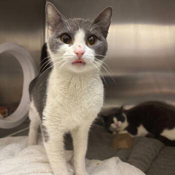 Domestic Short Hair Cats Available for Adoption - Jammy Center | PetCurious