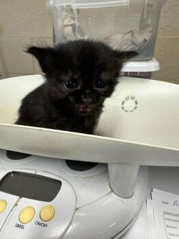 Ava -  Domestic Medium Hair Cat for Adoption in Apollo, Pennsylvania - Ava | PetCurious
