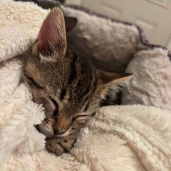 Lucy -  Domestic Short Hair Cat for Adoption in Madison, Wisconsin - Lucy | PetCurious