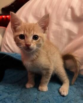Haydn -  Domestic Short Hair Cat for Adoption in Novato, California - Haydn | PetCurious