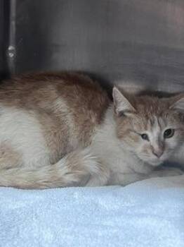 Domestic Medium Hair Cats Available for Adoption in El Paso, Texas - Shy Sadie | PetCurious